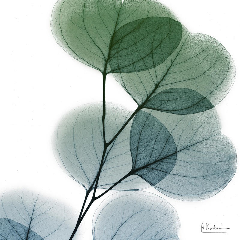 Albert Koetsier, DULL EUCALYPTUS I (X-RAY)