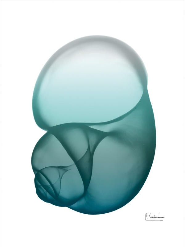 Albert Koetsier, WATER SNAIL GREEN I (X-RAY)