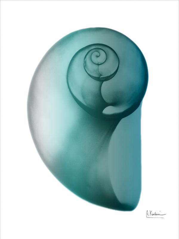 Albert Koetsier, WATER SNAIL GREEN II (X-RAY)