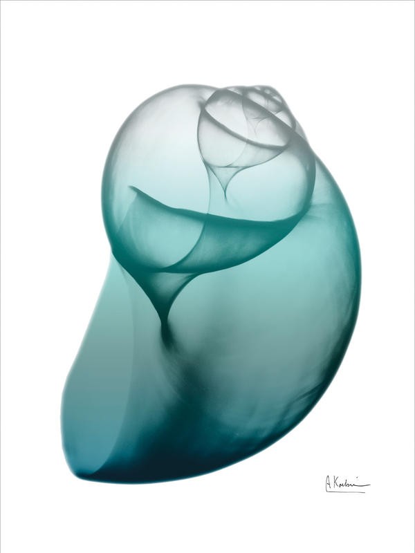 Albert Koetsier, WATER SNAIL GREEN III (X-RAY)