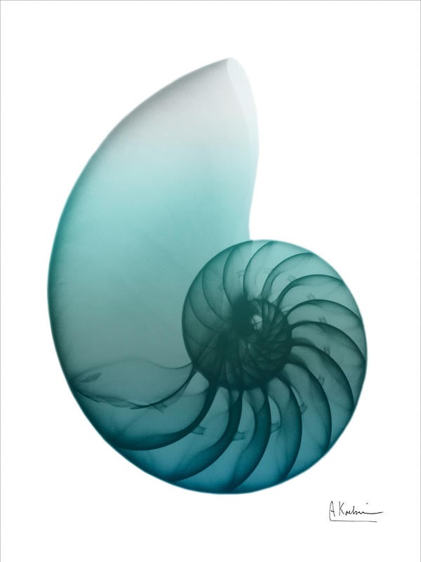 Albert Koetsier, WATER SNAIL GREEN IV (X-RAY)