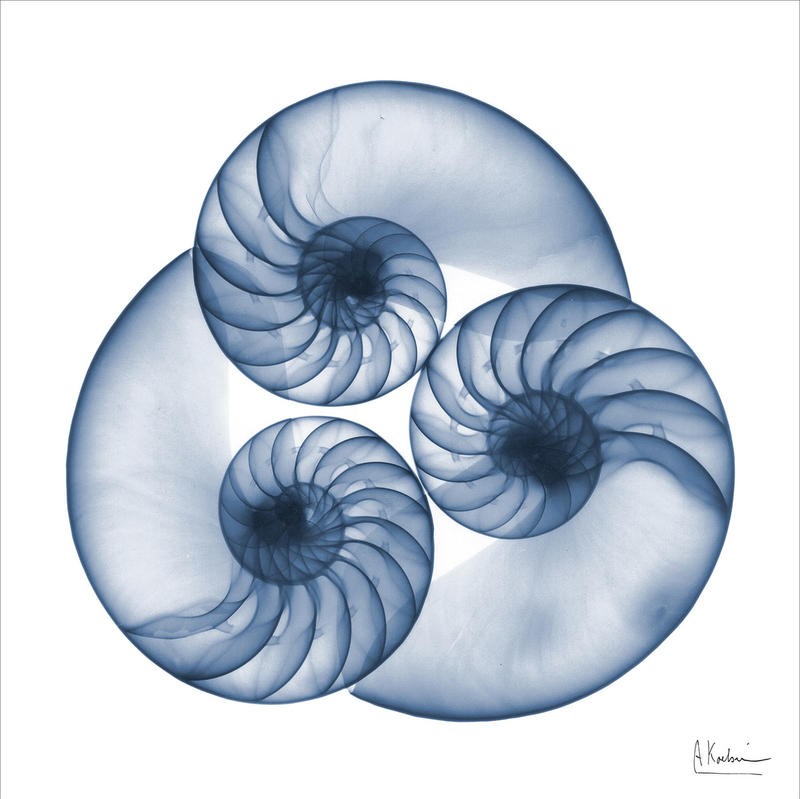 Albert Koetsier, INDIGO SEA SHELLS I (X-RAY)