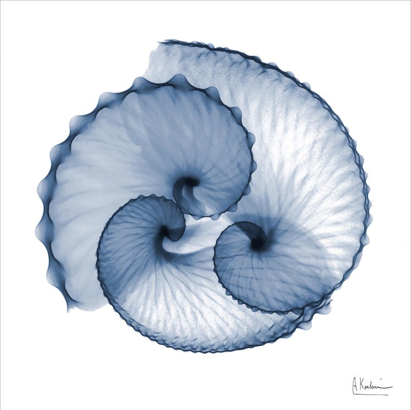 Albert Koetsier, INDIGO SEA SHELLS II (X-RAY)