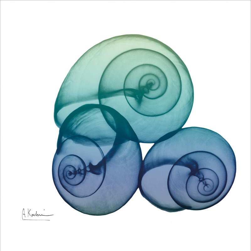 Albert Koetsier, SEA SKY SNAILS (X-RAY)