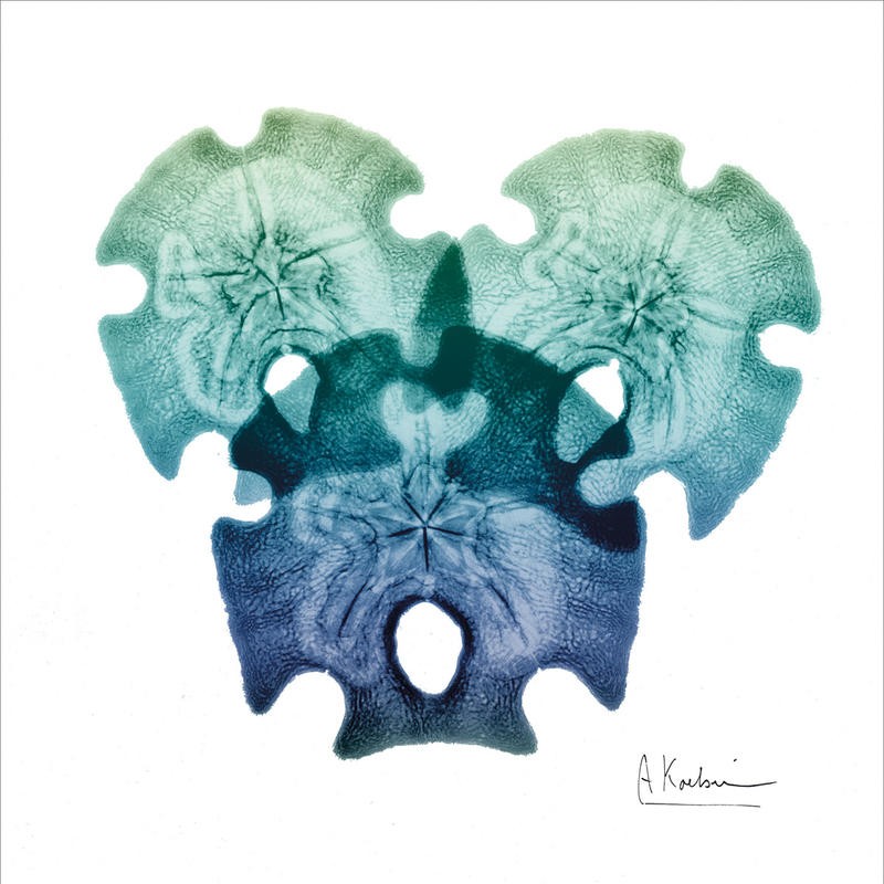 Albert Koetsier, SEA SKY SAND DOLLARS (X-RAY)