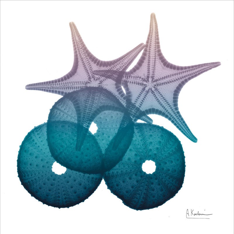 Albert Koetsier, OCEAN STARFISH I (X-RAY)