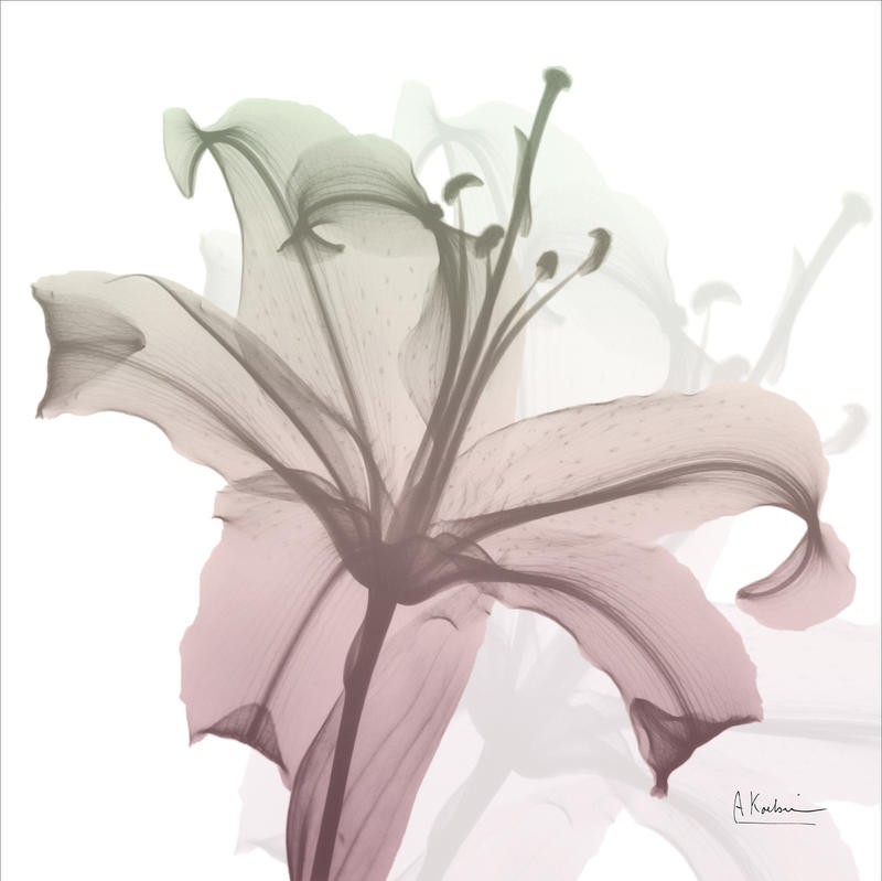 Albert Koetsier, NEAPOLITAN LILY (X-RAY)