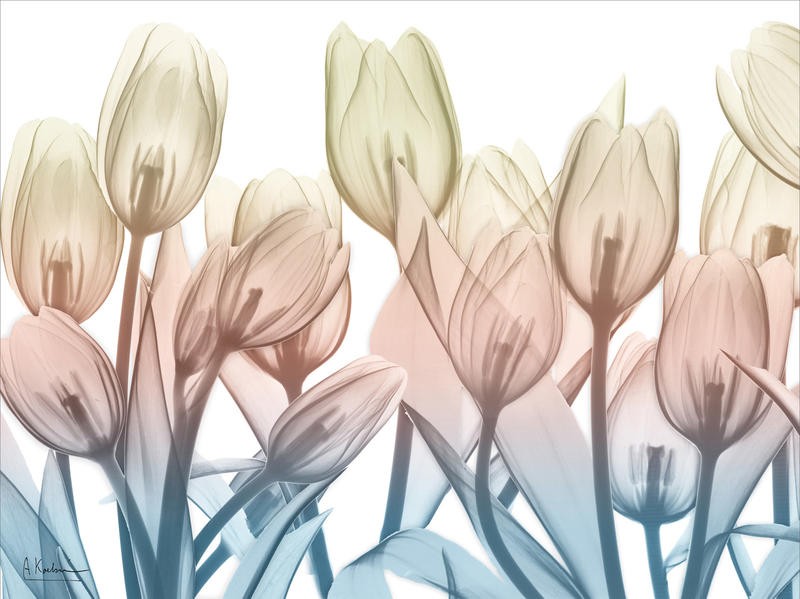 Albert Koetsier, MAGICAL GARDEN I (X-RAY)