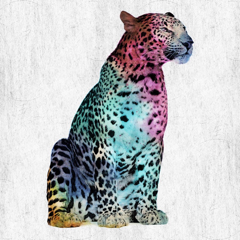 Sheldon Lewis, WILD LEOPARD (Leopard, Raubkatze, Raubtier, Afrika, Tier, Fotokunst, pop art, Wunschgröße, Grafik, Jugendzimmer, Wohnzimmer, Treppenhaus, neon/bunt)