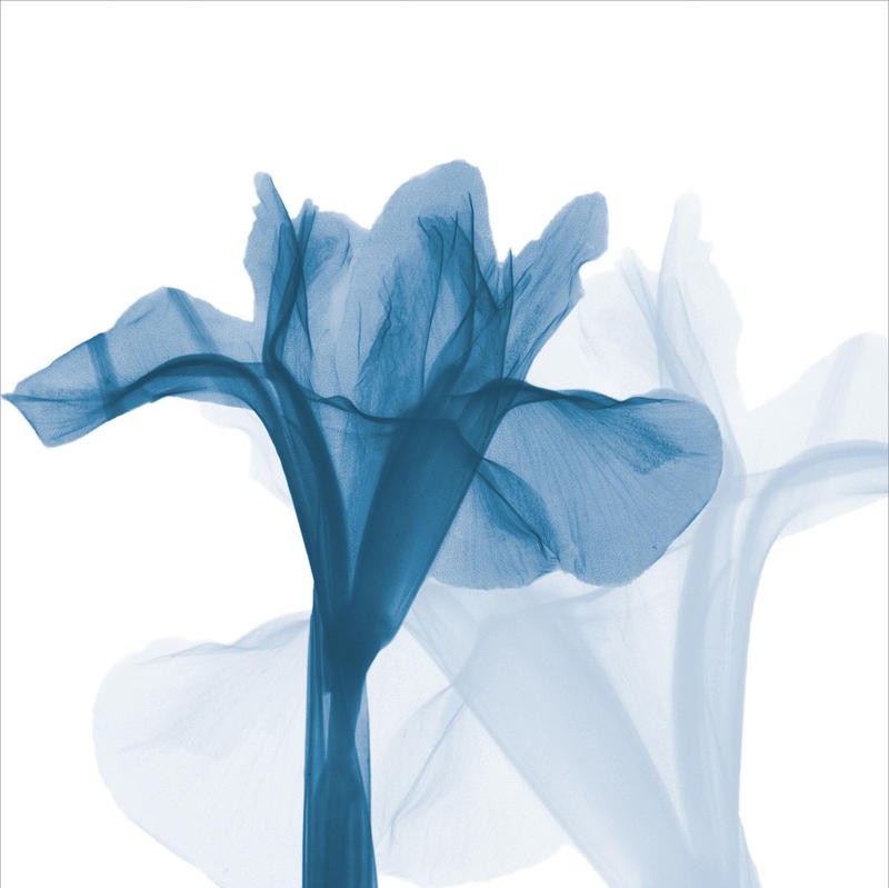Albert Koetsier, BLUE GRAY I (X-RAY)