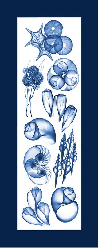 Albert Koetsier, SEALIFE BLUE II (X-RAY)