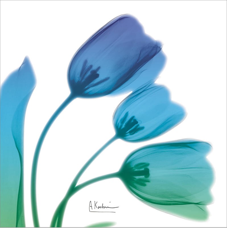 Albert Koetsier, TULIPS TURQUOISE I (X-RAY)