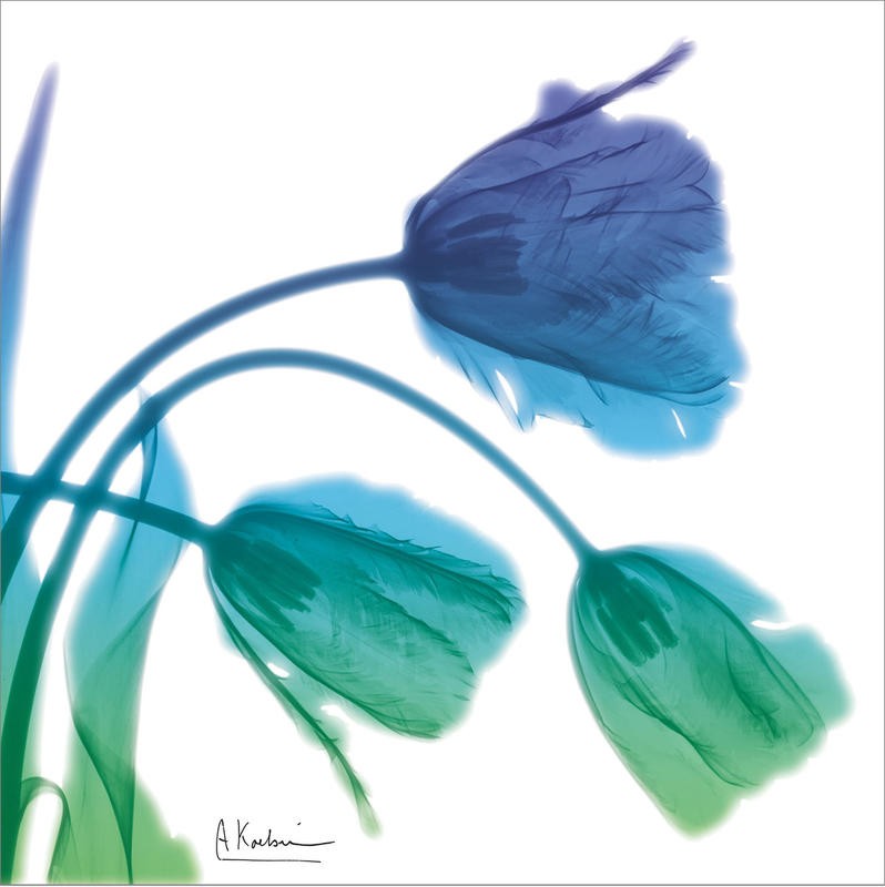 Albert Koetsier, TULIPS TURQUOISE II (X-RAY)