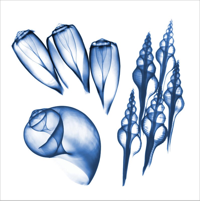 Albert Koetsier, BLUE ASSORTMENT V (X-RAY)