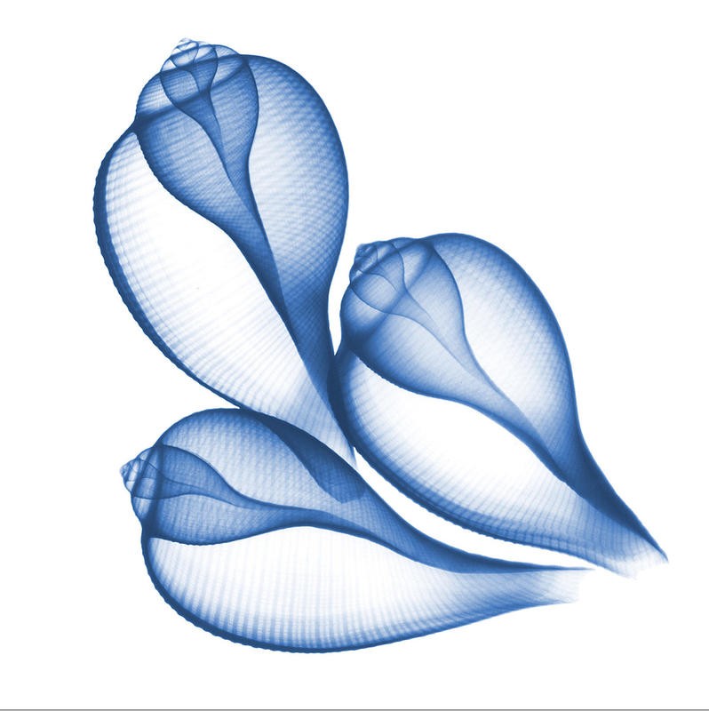 Albert Koetsier, BLUE THREE CONCH (X-RAY)