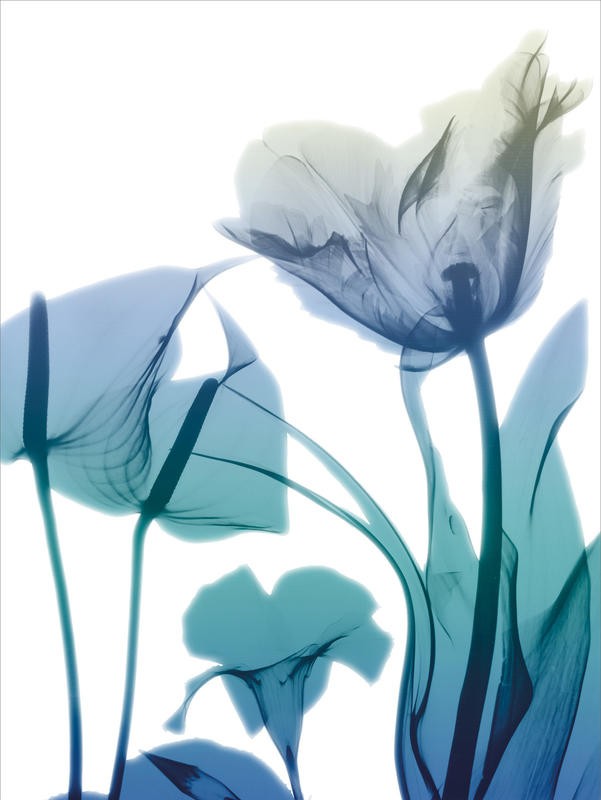 Albert Koetsier, MORNING BLOOM II (X-RAY)