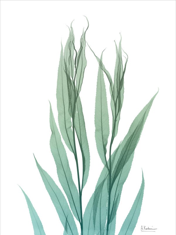 Albert Koetsier, RADIANT BAMBOO (X-RAY)