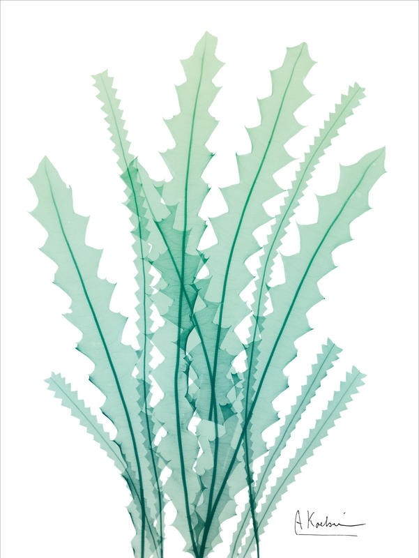 Albert Koetsier, RADIANT BANKSIA (X-RAY)