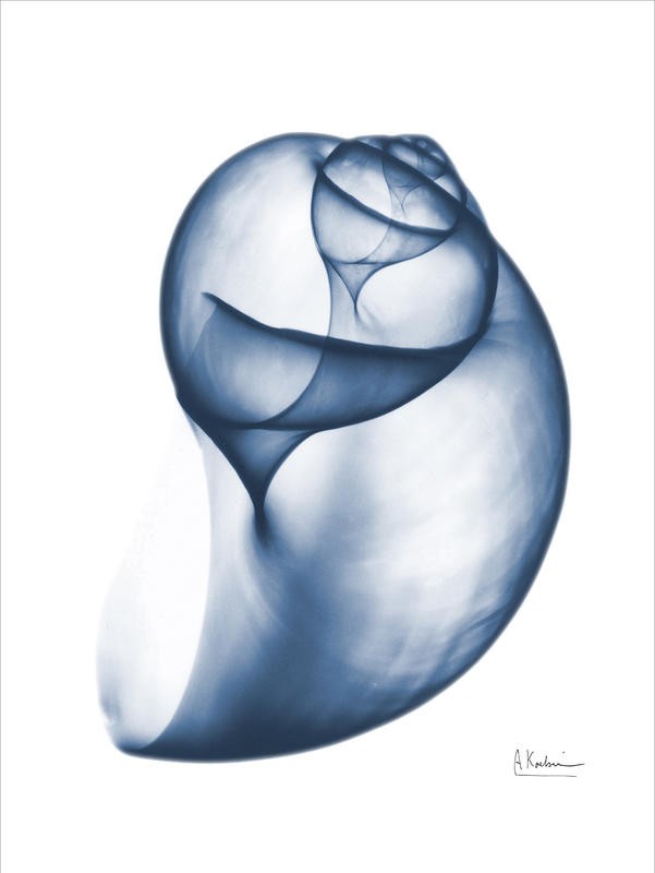 Albert Koetsier, INDIGO SEA SHELLS III (X-RAY)