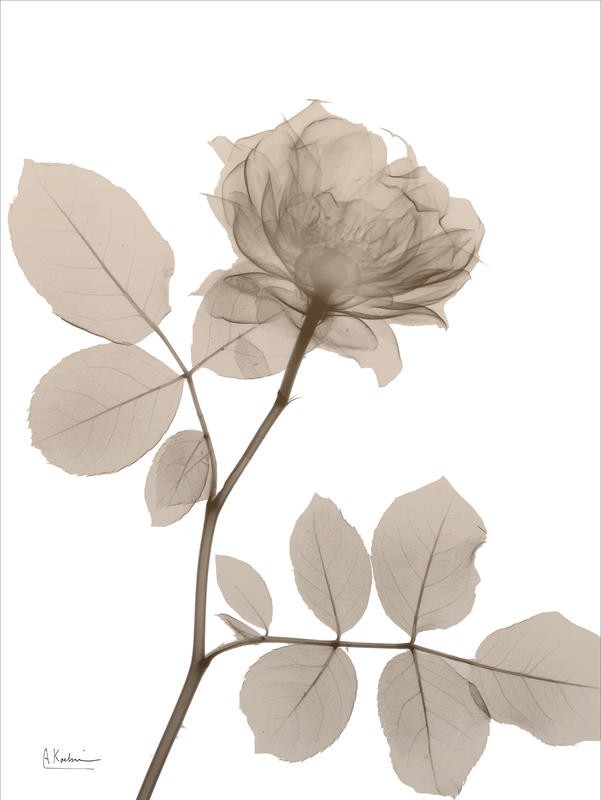 Albert Koetsier, ROSE CREAM I (X-RAY)