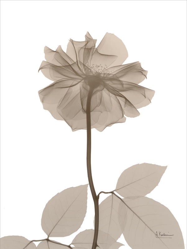 Albert Koetsier, ROSE CREAM II (X-RAY)