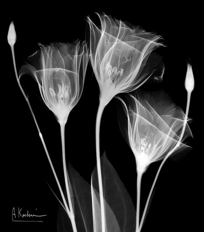 Albert Koetsier, EXTRAVAGANT II (X-RAY)