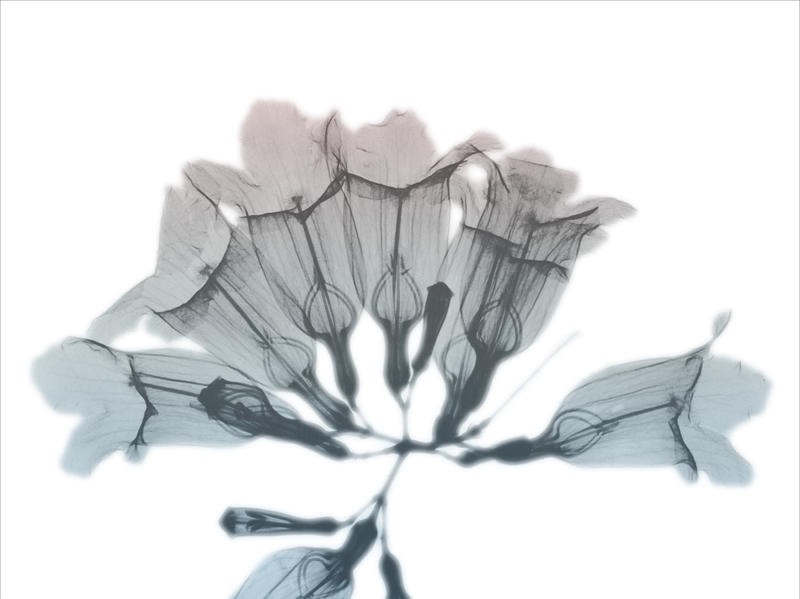 Albert Koetsier, BLOOMING I (X-RAY)