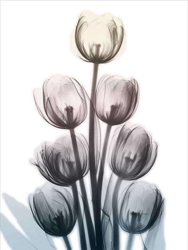 Albert Koetsier, SPRINGING TULIPS I (X-RAY)