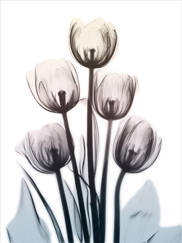 Albert Koetsier, SPRINGING TULIPS II (X-RAY)