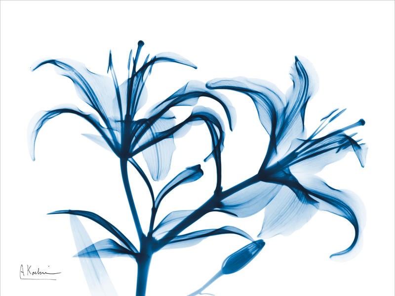 Albert Koetsier, INDIGO STARFIRE LILY I (X-RAY)