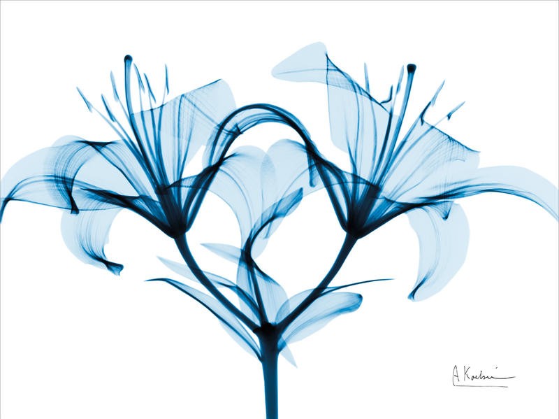 Albert Koetsier, INDIGO STARFIRE LILY II (X-RAY)