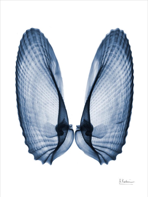 Albert Koetsier, INDIGO SEA SHELLS IV (X-RAY)