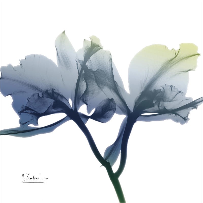 Albert Koetsier, MIDNIGHT BLUE I (X-RAY)