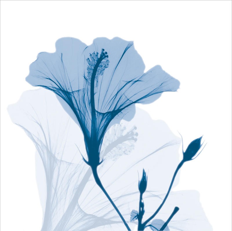Albert Koetsier, BLUE GRAY II (X-RAY)