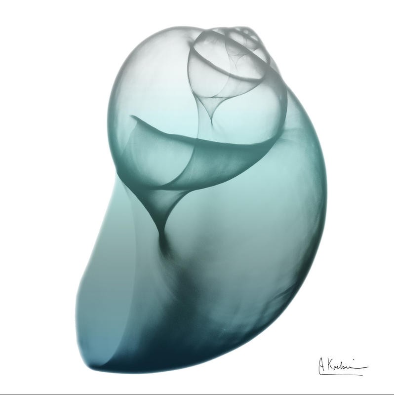Albert Koetsier, TEAL WATER SNAIL II (X-RAY)