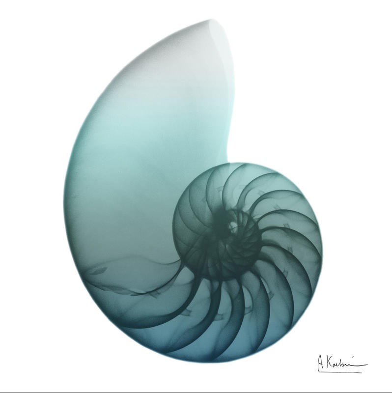 Albert Koetsier, TEAL WATER SNAIL III (X-RAY)