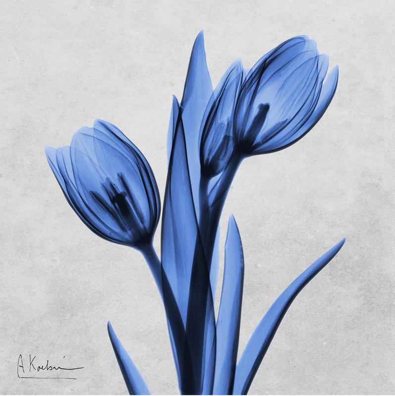 Albert Koetsier, MIDNIGHT TULIPS I (X-RAY)