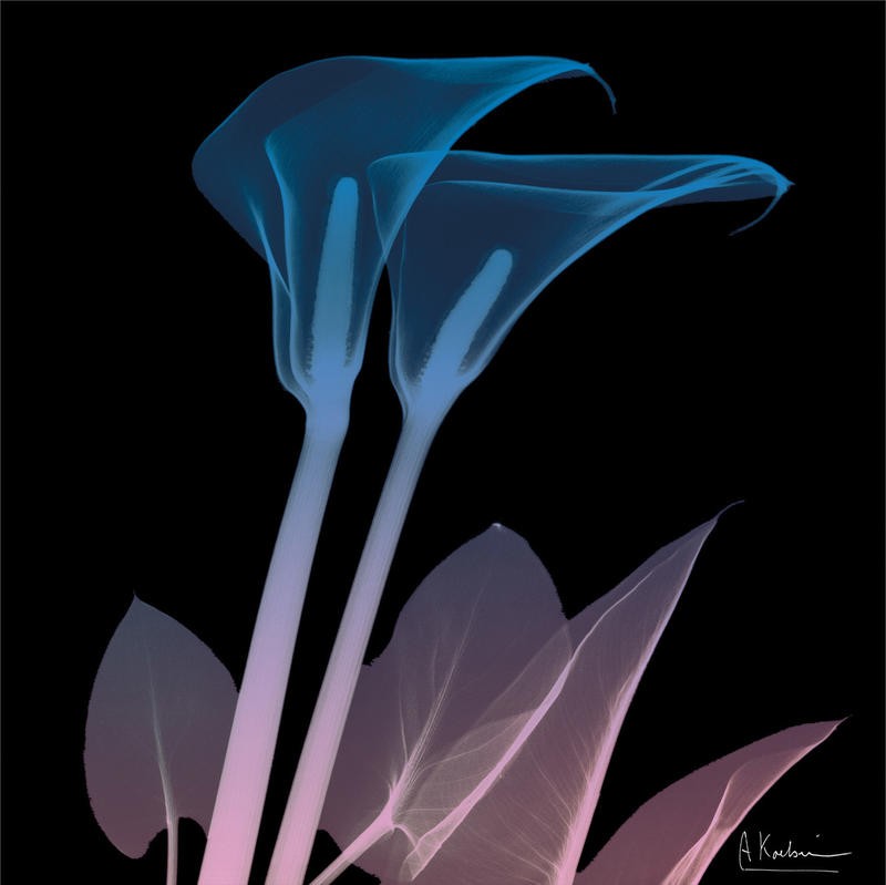 Albert Koetsier, CALLA LILY BLACK I (X-RAY)