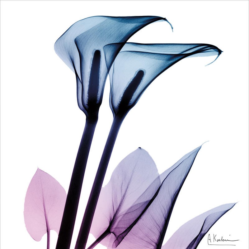 Albert Koetsier, MAUVE FLOWERS I (X-RAY)