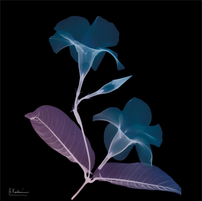 Albert Koetsier, CALLA LILY BLACK II (X-RAY)