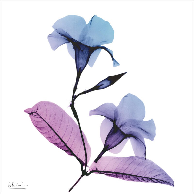 Albert Koetsier, MAUVE FLOWERS II (X-RAY)