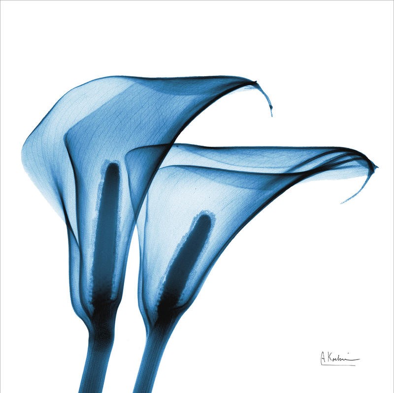 Albert Koetsier, CALLA LILIES INDIGO I (X-RAY)