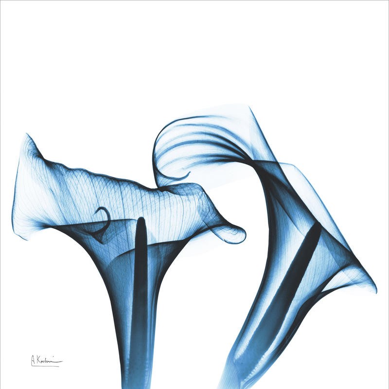 Albert Koetsier, CALLA LILIES INDIGO II (X-RAY)