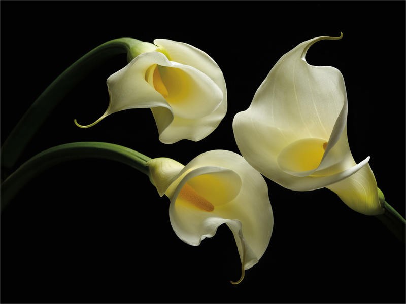 Barry Seidmann, THREE CALLA LILLIES (Blumen, Kalla, Stängel, weiße Blüten, Botanik, Fotokunst, schwarzer Hintergrund, Wunschgröße, Treppenhaus, Esszimmer, Wohnzimmer, leuchtend, bunt)