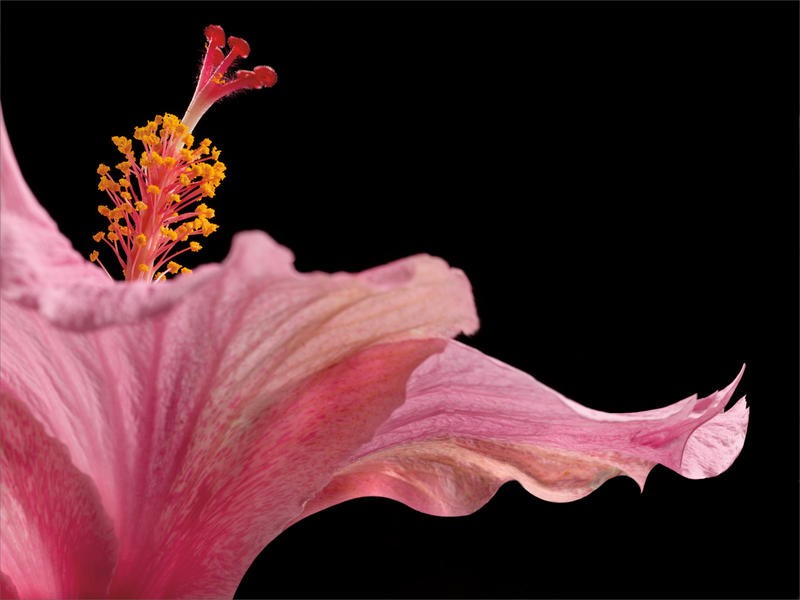 Barry Seidmann, HIBISCUS (Blume, Hibiskus, Blütenblätter, Blüte, Botanik, exotisch, Fotokunst, Nahaufnahme, schwarzer Hintergrund, Wunschgröße, Treppenhaus, Esszimmer, Wohnzimmer, leuchtend, rosa/schwarz)