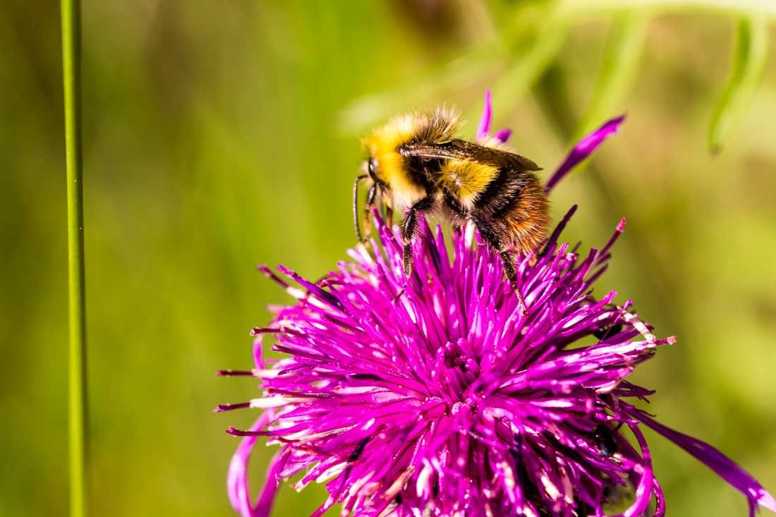 Conny Krakowski, Pelziger Bestäuber (Biene, Hummel, Insekt, Sommer, Flügeltier, Leben,Makroaufnahme, Macro, Fotografie)