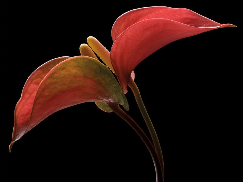 Barry Seidmann, ANTHURIUM WITH BLACK II (Blume, Anthurie, Stängel, Blüte, Fotokunst, schwarzer Hintergrund, Wunschgröße, Treppenhaus, Esszimmer, Wohnzimmer, leuchtend, rot/schwarz)
