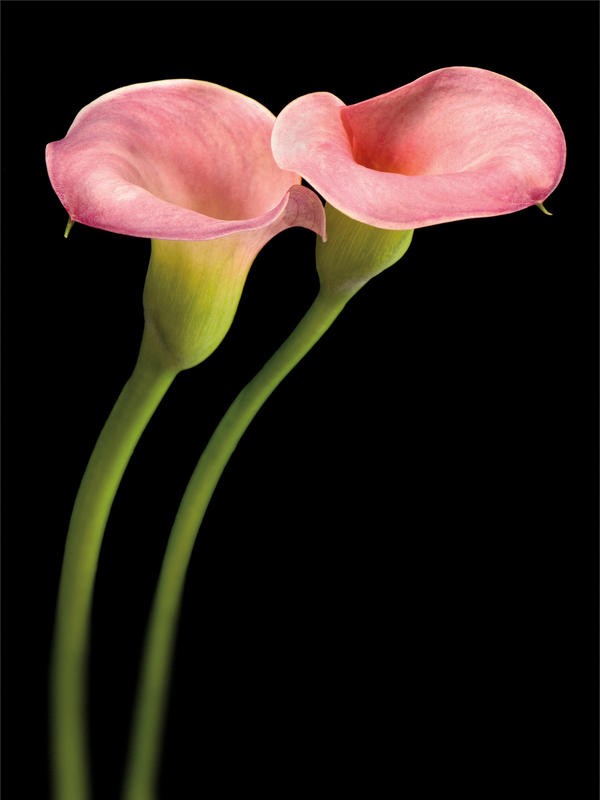 Barry Seidmann, PINK CALLA LILIES (Blume, Kalla, Stängel, Blüten, Fotokunst, schwarzer Hintergrund, Wunschgröße, Treppenhaus, Esszimmer, Wohnzimmer, leuchtend, bunt)