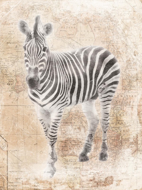 Jace Grey, AFRICAN ZEBRA (TIERE)