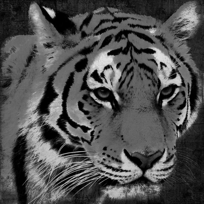 Jace Grey, BLACK AND WHITE TIGER (TIERE)